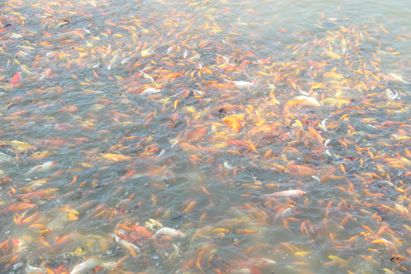 Hàng năm, cứ gần đến ngày lễ cúng ông Công, ông Táo (23 tháng Chạp), người dân ở ấp Sông Mây, xã Bắc Sơn (H.Trảng Bom, Đồng Nai) lại háo hức chuẩn bị thu hoạch cá chép vàng cho mùa vụ tết. Ảnh: Báo Đồng Nai