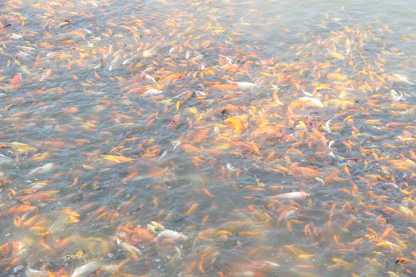 Hàng năm, cứ gần đến ngày lễ cúng ông Công, ông Táo (23 tháng Chạp), người dân ở ấp Sông Mây, xã Bắc Sơn (H.Trảng Bom, Đồng Nai) lại háo hức chuẩn bị thu hoạch cá chép vàng cho mùa vụ tết. Ảnh: Báo Đồng Nai