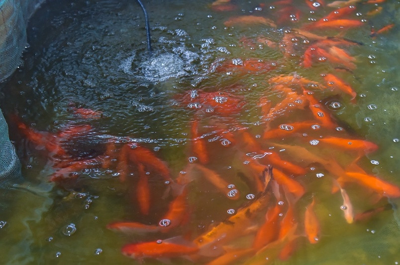 Năm nay, giá cá bán sỉ tại ao dao động từ 130.000-150.000 đồng/kg cá (loại 20-30 con/kg). Trừ chi phí, các hộ nuôi nhỏ lẻ thu về từ 80-100 triệu đồng. Những hộ nuôi lớn có thể thu về vài trăm triệu đồng. Ảnh: BTH