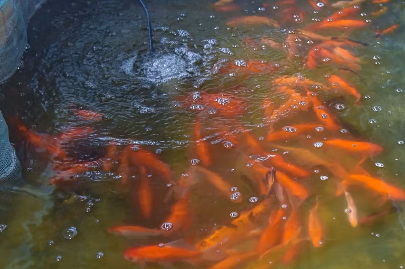 Năm nay, giá cá bán sỉ tại ao dao động từ 130.000-150.000 đồng/kg cá (loại 20-30 con/kg). Trừ chi phí, các hộ nuôi nhỏ lẻ thu về từ 80-100 triệu đồng. Những hộ nuôi lớn có thể thu về vài trăm triệu đồng. Ảnh: BTH