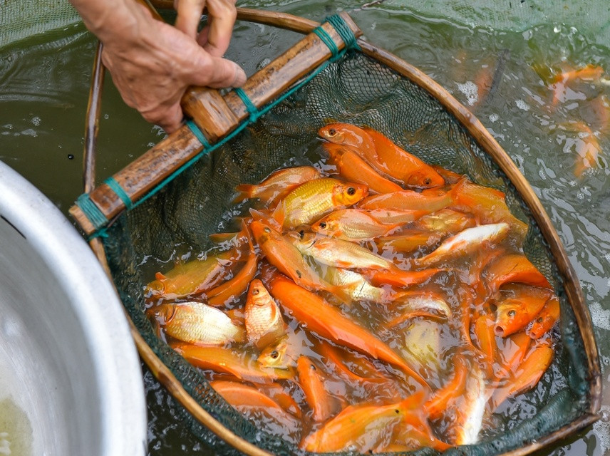 Người dân địa phương cho biết, năm nào thương lái cũng đặt hàng trước cả tháng; nhiều năm còn “cháy hàng”. Ảnh: BTH