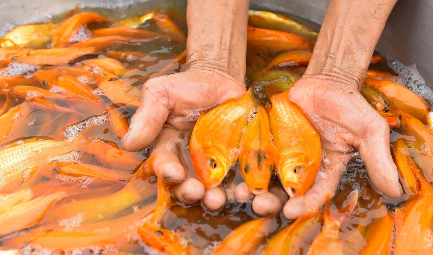 Những ngày này, làng Tân Cổ và Tân Trúc, thị trấn Tân Phong (Quảng Xương, Thanh Hoá) nhộn nhịp người mua, bán cá chép vàng phục vụ Tết ông Công ông Táo. Ảnh: BTH