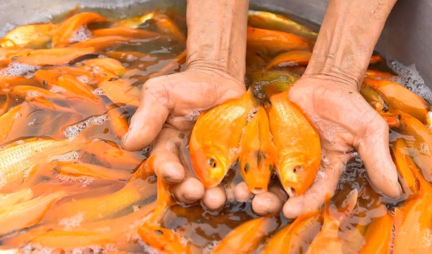 Những ngày này, làng Tân Cổ và Tân Trúc, thị trấn Tân Phong (Quảng Xương, Thanh Hoá) nhộn nhịp người mua, bán cá chép vàng phục vụ Tết ông Công ông Táo. Ảnh: BTH