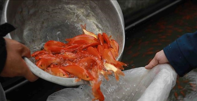 So với những năm trước, năm nay nguồn cung ít hơn khiến giá cá tăng cao. Nhờ đó, người nông dân thu lãi khoảng 17 triệu đồng/sào diện tích ao nuôi. Ảnh: TTXVN