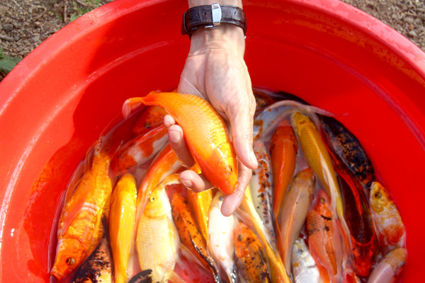 Theo người dân, năm nay giá cá chép bán sỉ tại ao dao động từ 55.000-60.000 đồng/kg. Với giá bán này, người nuôi lãi khoảng 25-30 triệu đồng/tấn cá. Ảnh: Báo Đồng Nai