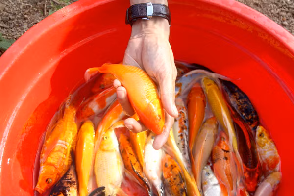 Theo người dân, năm nay giá cá chép bán sỉ tại ao dao động từ 55.000-60.000 đồng/kg. Với giá bán này, người nuôi lãi khoảng 25-30 triệu đồng/tấn cá. Ảnh: Báo Đồng Nai