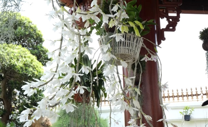 Chậu lan năm cánh trắng toàn phần.