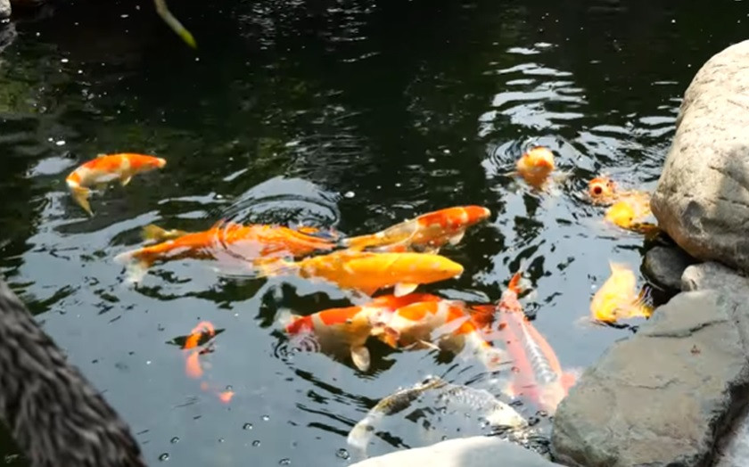 Hồ cá Koi thoáng mát cũng là điểm nhấn của căn biệt thự.