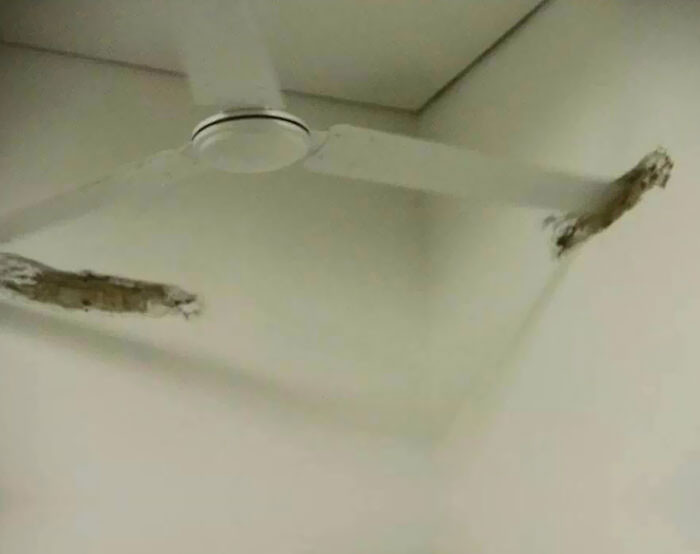 Tác hại của việc lắp quạt trần không đúng vị trí. Nguồn ảnh: Bored Panda