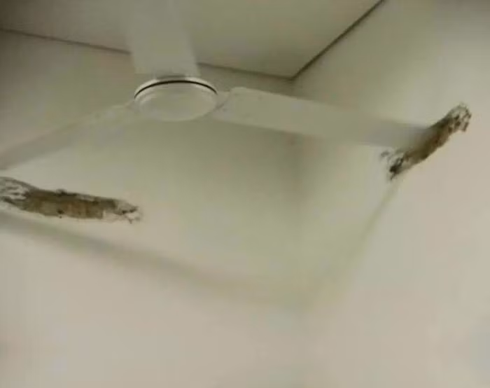 Tác hại của việc lắp quạt trần không đúng vị trí. Nguồn ảnh: Bored Panda