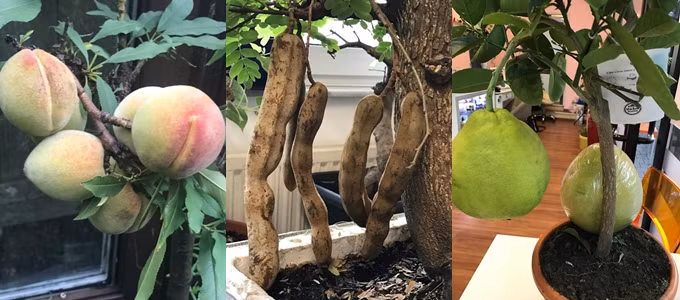 Chị Giang Hương cho biết, mùa đông ở Đức rất lạnh. Chị dựng một ngôi nhà kính rộng 50 m2 để mang các hộp rau vào nhà. Bên ngoài trời, chị làm sàn gỗ giữa các luống để chống sên ăn lá và ngăn cỏ mọc lên. Mỗi luống rau đều có mái che cho rau đỡ lạnh và chống sương muối.