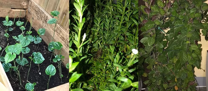 Chị Giang Hương khoe, ngổ là cây rau thơm khó sống tại Đức, nhưng chị trồng được. Vườn chị có các loại rau quê nhà như lá mơ, lá lốt, tía tô, mùi tàu, hoa lý, rau má...