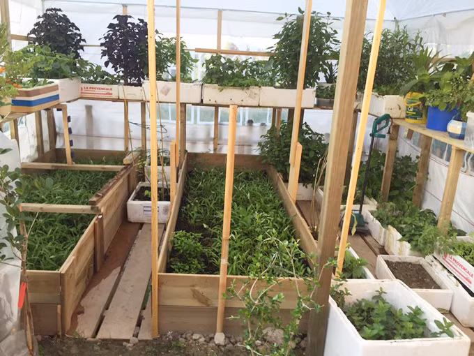 Mỗi ngày, chị Hương mất khoảng 2 giờ để tưới xong toàn bộ khu vườn vào mùa hè. 'Bà chủ' nhàn hơn vào mùa đông vì khi trời lạnh, chị chỉ tưới nước cho cây cảnh và rau thơm.