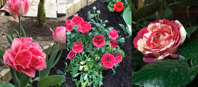 Vườn nhà chị Hương hay bị ốc sên ăn mầm mới nhú, rệp và chuột phá. Chị theo dõi hàng ngày để xử lý kịp thời. Mỗi ngày, chị ra vườn vào lúc 6h và 22h để bắt ốc sên, sâu. Chị Hương pha dung dịch tỏi, ớt và rượu để phun trị rệp chứ không dùng thuốc. Ảnh: Những gốc hoa tươi sắc trong khu vườn 500 m2 của chị Giang