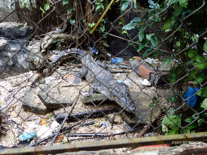 Công viên thậm chí đã từng là nhà của một vài chú cá sấu, bị bỏ lại, lãng quên sau khi chủ sở hữu gói ghém tất cả mọi thứ và rời đi. Nhưng thật may, các báo cáo gần đây của du khách cho biết, những chú cá sấu này đã được bắt lại và đưa tới công viên giải cứu động vật hoang dã.