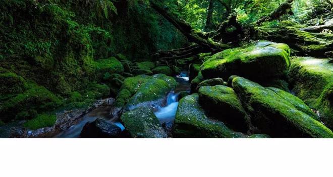 Ngoài ra, thực vật ở đây rất đa dạng, có những loại hoa chỉ mọc ở vùng núi này, hay những loại rêu quý hiếm phủ đầy trên những mỏm đá đã thu hút rất nhiều nhà khoa học tới đây nghiên cứu và khám phá.