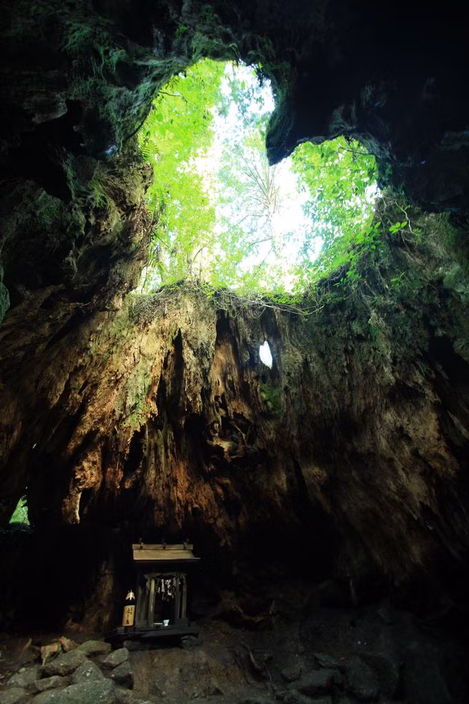 Đặc biệt, có một hang động bên trong gốc cây tuyết tùng cổ thụ. Từ bên trong nhìn lên sẽ thấy một hình trái tim xanh rì bởi những tán lá cây. Gốc cây Wilson, lối vào bên trong hang động trái tim