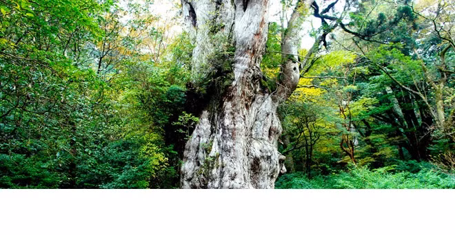 Tại đây có những cây tuyết tùng có tuổi đời lên đến 7.200 năm, lần đầu tiên được thấy cây tuyết tùng to đến như vậy khiến ai nấy cũng đều cảm thấy bất ngờ.