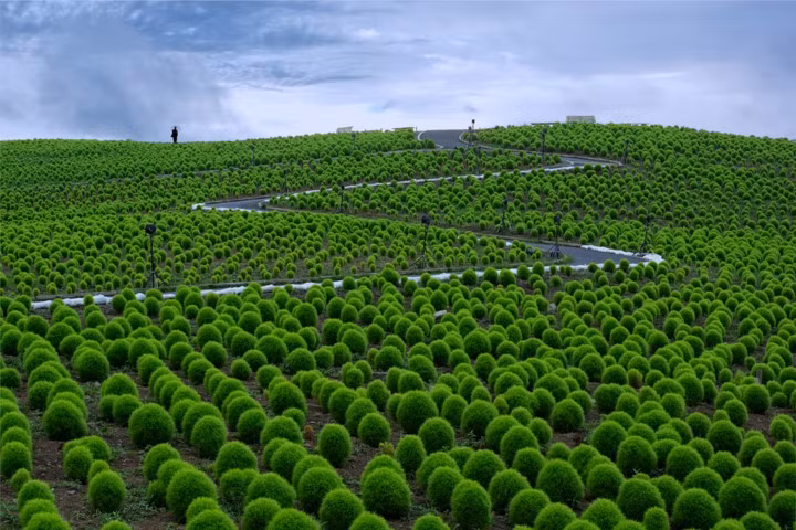 Công viên ven biển Hitachi. Ghé thăm công viên này tại Nhật Bản, du khách sẽ được chiêm những con đường mòn len lỏi và hàng trăm đóa hoa đua nở quanh năm.