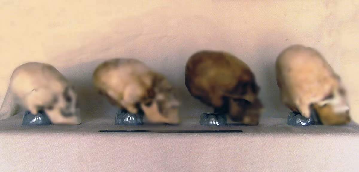 Từ đây, các nhà nghiên cứu tin rằng, các hộp sọ Paracas không thể bị làm biến dạng thông qua kỹ thuật "nắn dài" hộp sọ như một số nền văn minh cổ xưa từng làm.