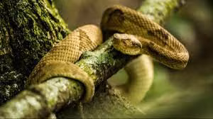 Trong số này, rắn hổ lục đầu giáo vàng được cho là nguy hiểm nhất vùng Nam Mỹ khi chúng là "thủ phạm" gây ra 90% các ca tử vong do rắn độc cắn ở Brazil.