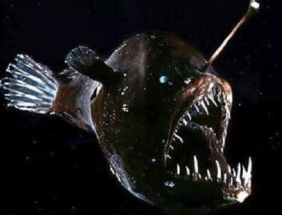 Do sống ở độ sâu khá lớn, ánh sáng Mặt trời không chạm tới nên loài cá black swallower thường sống đơn độc, thích nghi rất tốt với cuộc sống dưới vùng nước sâu thẳm.