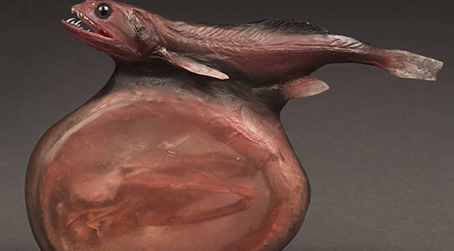 Nhờ vậy, cá black swallower có thể nuốt chửng con mồi lớn gấp 10 lần cơ thể.