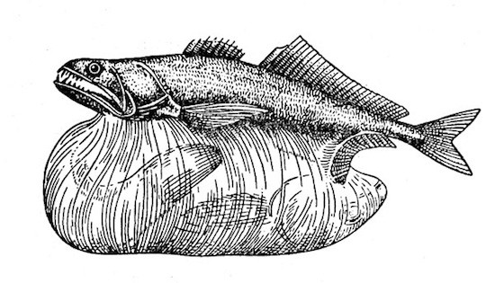 Để ngăn con mồi chui ra bên ngoài, miệng và vòm miệng của cá black swallower phủ đầy những chiếc răng sắc nhọn, lồng vào nhau và hướng vào trong thực quản giống như một chiếc bẫy gai.