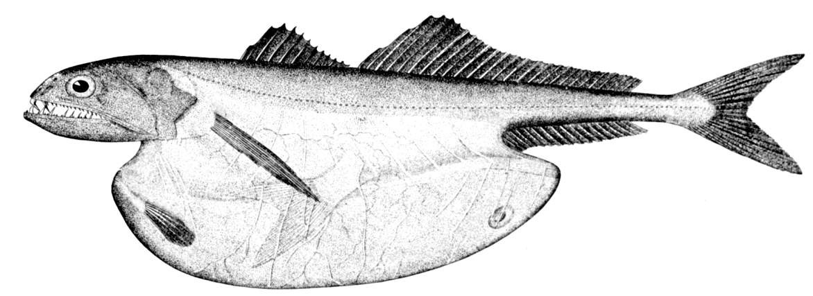 Mỗi khi phát hiện con mồi, cá black swallower sẽ há to miệng để tấn công, thưởng thức bữa ăn.