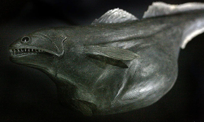 Sau một thời gian, "thủy quái" black swallower tiêu hóa được con mồi lớn và cơ thể trở lại bình thường.