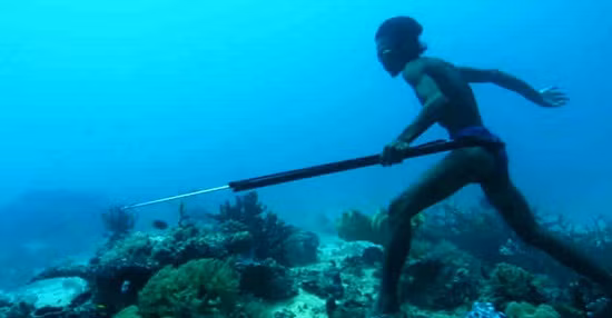 Ngoài cá, người Bajau còn lặn sâu dưới biển để tìm hải sâm, ngọc trai hay nhím biển, những sản vật quý hiếm. Sau đó, họ đổi những thứ đánh bắt được để lấy lương thực trên đất liền.