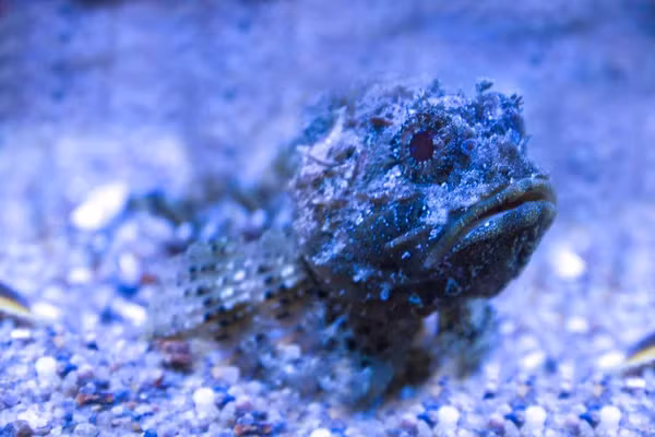 Loài cá mặt quỷ sống tại rạn san hô thường săn cá và động vật giáp xác bằng cách "giả chết", nằm bất động chờ con mồi tới gần. Sau đó, nó đột ngột tấn công, tung ra cú đớp chỉ trong 0,015 giây để nuốt gọn con mồi.