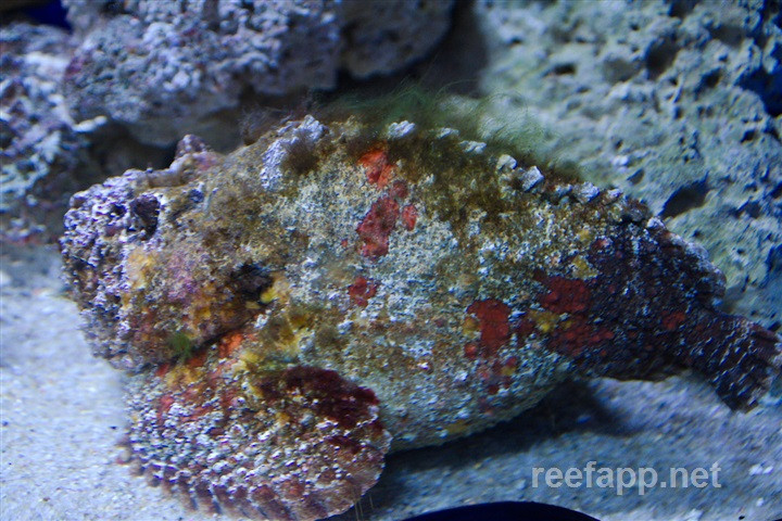 Độ nghiêm trọng của vết thương phụ thuộc vào việc nạn nhân đã tiếp xúc với bao nhiêu chiếc gai và độ sâu mà gai găm vào da. Nếu không được điều trị y tế kịp thời thì nạn nhân có thể mất mạng.