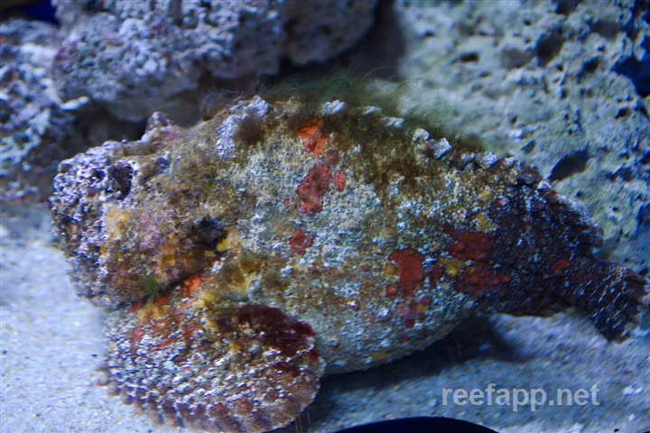 Độ nghiêm trọng của vết thương phụ thuộc vào việc nạn nhân đã tiếp xúc với bao nhiêu chiếc gai và độ sâu mà gai găm vào da. Nếu không được điều trị y tế kịp thời thì nạn nhân có thể mất mạng.