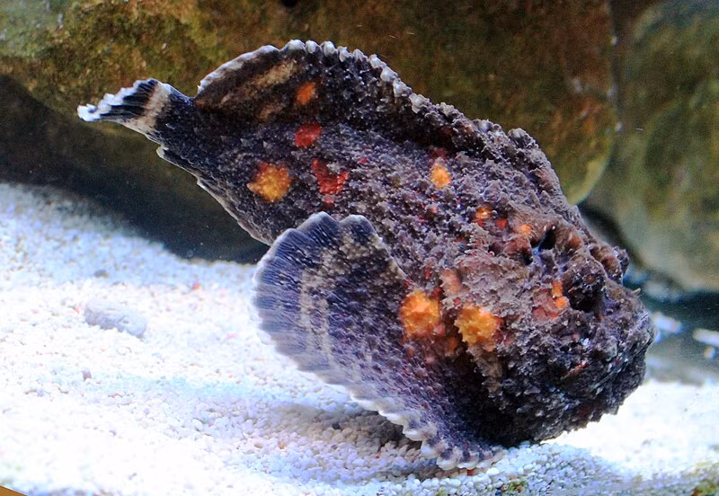 Những chiếc gai nhọn của cá mặt quỷ giống như mũi kim tiêm. Chúng hoạt động như cơ chế phòng thủ và được dựng thẳng đứng khi cá mặt quỷ cảm thấy bị đe dọa.