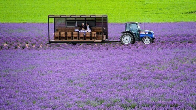 Khi đó, thị trấn Furano nổi bật với những cánh đồng lavender phủ kín nhiều cánh đồng tại các trang trại tạo nên cảnh quan thiên nhiên tuyệt đẹp.