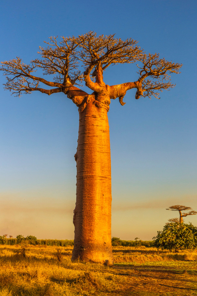 Bao báp thuộc họ Gạo và là loài cây trữ nước giúp nó tồn tại giữa thời tiết khô cằn ở châu Phi. Khi trưởng thành, mỗi cây bao báp có chiều cao trung bình khoảng 25m, chiều ngang đến chục vòng tay ôm và dung tích trữ nước ở thân lên tới 120.000 lít nước.