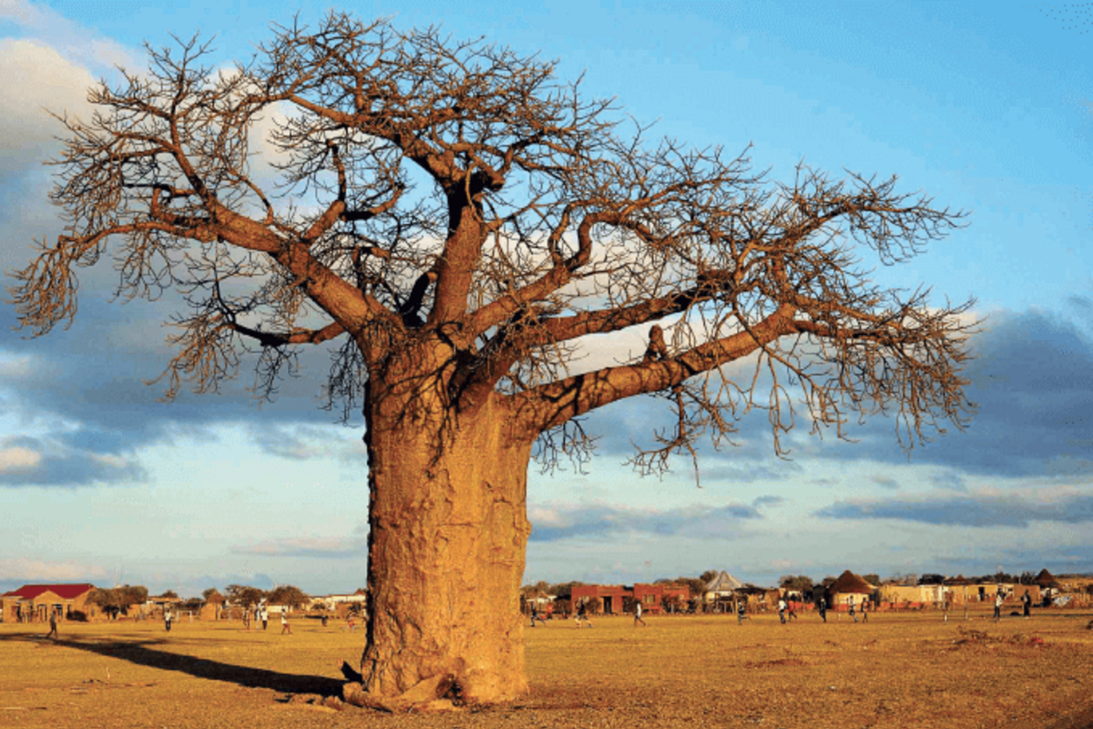Trong khi đó, cây bao báp lớn nhất được gọi là Holboom ở Namibia gây ấn tượng với chiều cao 30,2m và có chu vi là 35,2m.