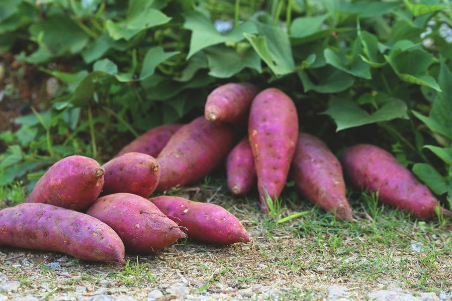 Theo y học, rau lang chứa nhiều chất xơ, vitamin, beta caroten, magie, canxi, kali… Giá trị dinh dưỡng của lá khoai lang vượt trội hơn củ khoai lang.