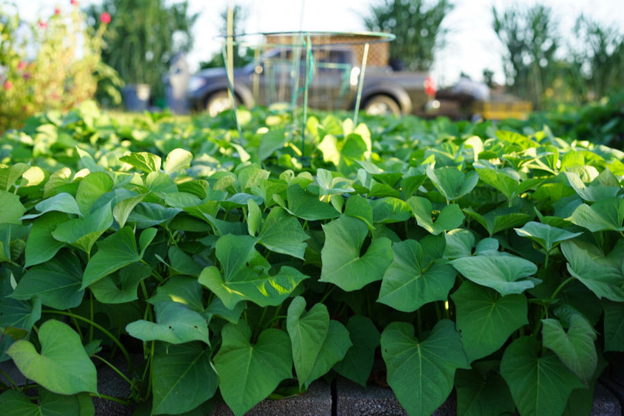 Theo Viện Nghiên cứu khoa học sinh học của Đại học Tôn Trung Sơn, Trung Quốc, càng ăn nhiều lá khoai lang thì nguy cơ mắc bệnh ung thư phổi càng thấp. Lá khoai lang còn được Đại học Arkansas của Mỹ xếp vào danh sách một trong những loại “rau bổ dưỡng nhất thế giới”.