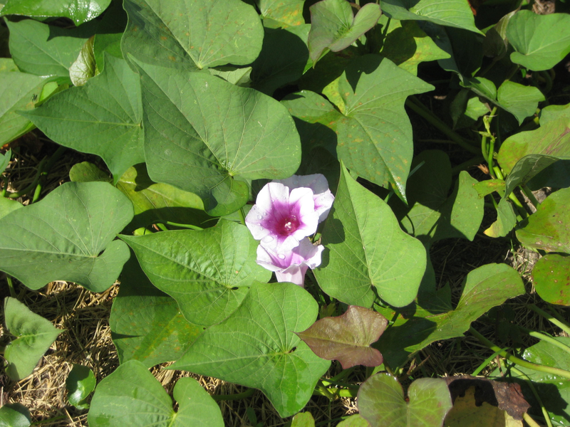 Lá khoai lang rất giàu flavonoid, các chất có thể ngăn ngừa ung thư như ung thư đại trực tràng, tiền liệt tuyến, ung thư phổi. Ngoài ra, rau lang còn cải thiện khả năng làm chậm lão hóa, chống viêm, tăng tiểu cầu.