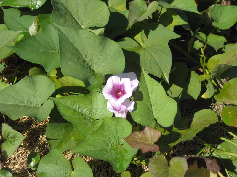 Lá khoai lang rất giàu flavonoid, các chất có thể ngăn ngừa ung thư như ung thư đại trực tràng, tiền liệt tuyến, ung thư phổi. Ngoài ra, rau lang còn cải thiện khả năng làm chậm lão hóa, chống viêm, tăng tiểu cầu.