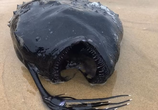 Tháng 5/2021, một số du khách khi đi dạo trên bờ biển California, Mỹ bất ngờ phát hiện xác một "thủy quái" có hàm răng kỳ lạ. Sinh vật này dài khoảng 45 cm.