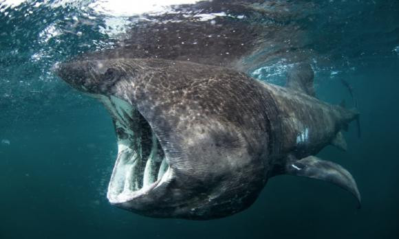 Tuy nhiên, về sau, Đội cứu hộ sinh vật biển (BDMLR) xác nhận xác sinh vật bí ẩn đó thuộc về một cá mập phơi. Loài này được liệt kê là có nguy cơ tuyệt chủng trong Sách đỏ IUCN do bị đe dọa từ việc đánh bắt quá mức và thu hẹp môi trường sống. Khi trưởng thành, con cá mập phơi có thể nặng 6 tấn và đạt chiều dài cơ thể khoảng 12m.