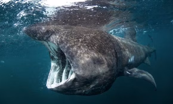 Tuy nhiên, về sau, Đội cứu hộ sinh vật biển (BDMLR) xác nhận xác sinh vật bí ẩn đó thuộc về một cá mập phơi. Loài này được liệt kê là có nguy cơ tuyệt chủng trong Sách đỏ IUCN do bị đe dọa từ việc đánh bắt quá mức và thu hẹp môi trường sống. Khi trưởng thành, con cá mập phơi có thể nặng 6 tấn và đạt chiều dài cơ thể khoảng 12m.