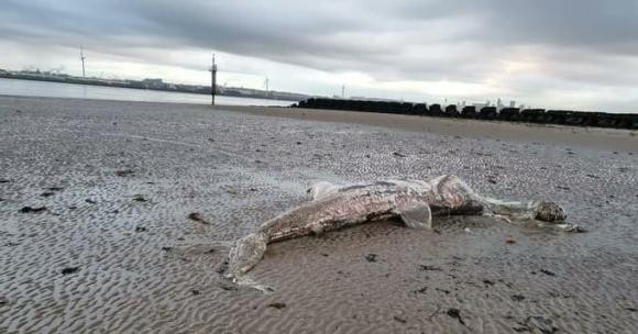 Ngay sau khi tin tức về việc phát hiện xác thủy quái bí ẩn ở bãi biển ở Anh được lan rộng, một số ý kiến cho rằng đó có thể là xác của một con cá mập, sinh vật có từ thời tiền sử, hay thậm chí sinh vật ngoài hành tinh.