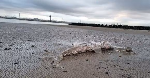 Ngay sau khi tin tức về việc phát hiện xác thủy quái bí ẩn ở bãi biển ở Anh được lan rộng, một số ý kiến cho rằng đó có thể là xác của một con cá mập, sinh vật có từ thời tiền sử, hay thậm chí sinh vật ngoài hành tinh.