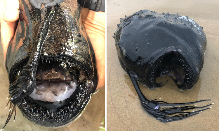 Sau đó, Cục Cá và Động vật hoang dã California đã tới và đưa "thủy quái" bí ẩn trên về nghiên cứu. Qua kiểm tra, họ xác định đó là xác của một con cá cần câu - loại cá chỉ sống sâu dưới đáy biển.