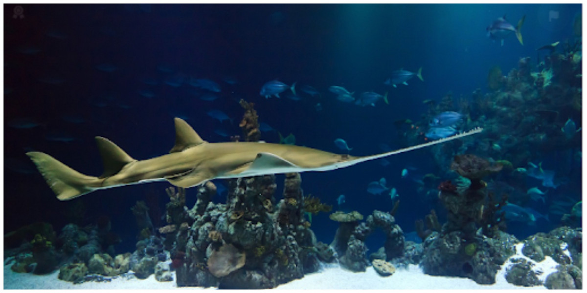 Trong khi đó, một số chuyên gia cho rằng xác sinh vật bí ẩn đó có thể thuộc về loài không xương sống.