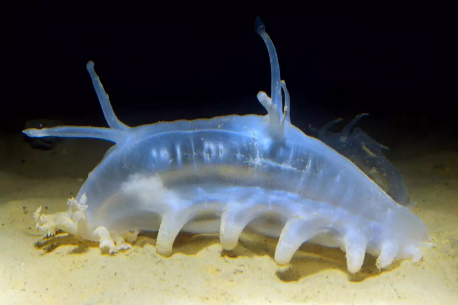 Bên cạnh vẻ ngoài kỳ dị, hệ thống hô hấp của lợn biển cũng rất đáng kinh ngạc. Chúng co bóp cơ một cách nhịp nhàng để bơm nước vào các lỗ chân, sau đó lọc qua một cấu trúc giống như phổi được gọi là cây hô hấp (thực tế chúng thở bằng hậu môn), từ đó cho phép lợn biển hít thở và lấy khí oxy.